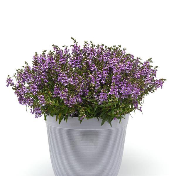 Serena® Blue Angelonia - Container