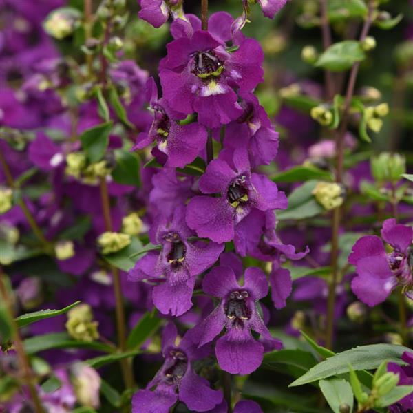 Serena® Purple Angelonia - Bloom