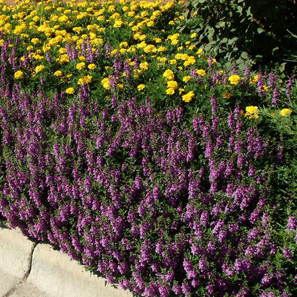 Serena® Purple Angelonia - Landscape