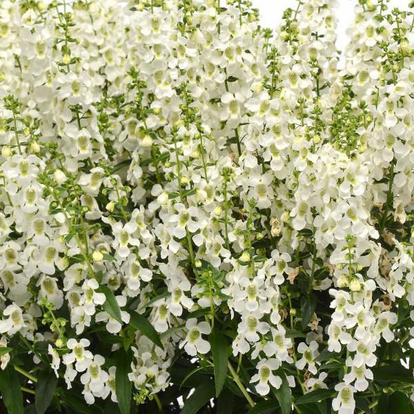 Serena® White Angelonia - Bloom