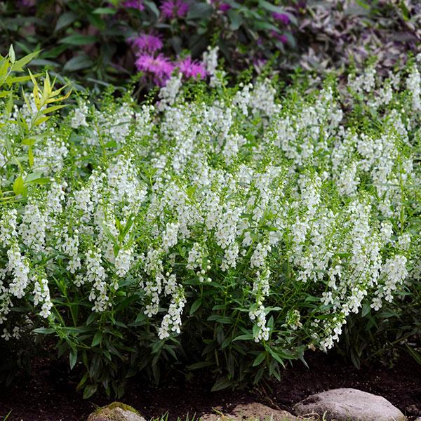 Serena® White Angelonia - Commercial Landscape 1