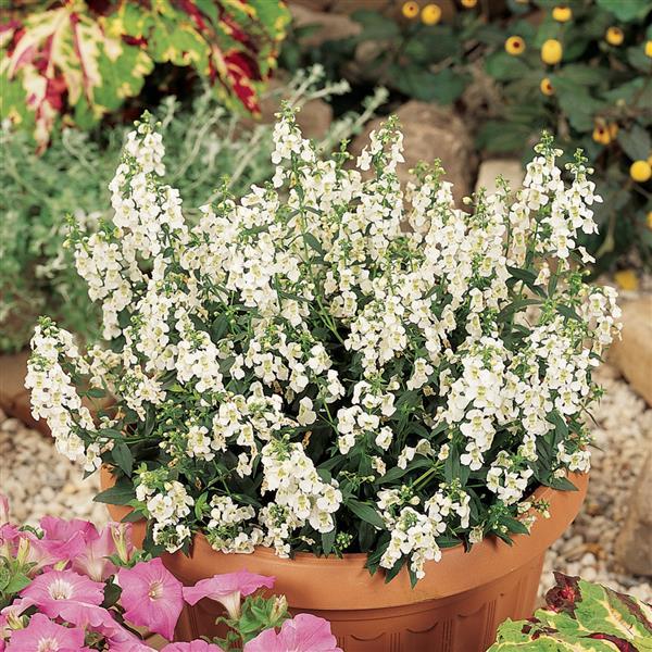 Serena® White Angelonia - Container