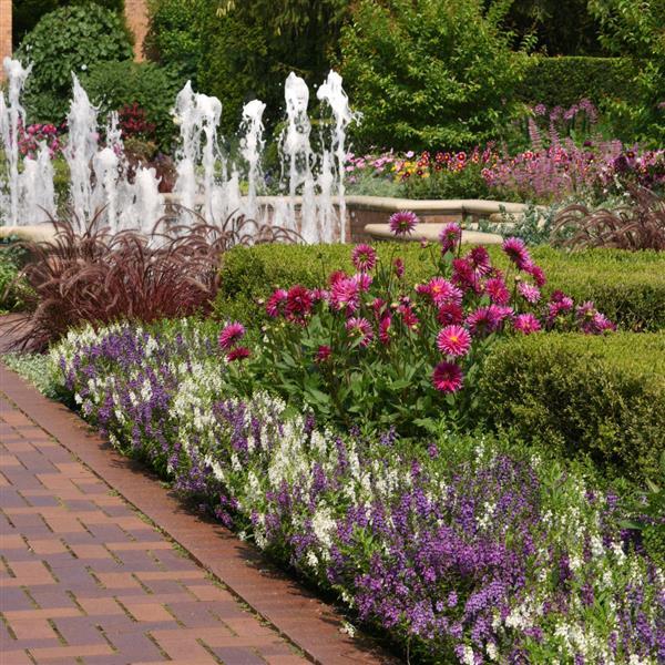 Serena® Waterfall Mixture Angelonia - Commercial Landscape 1