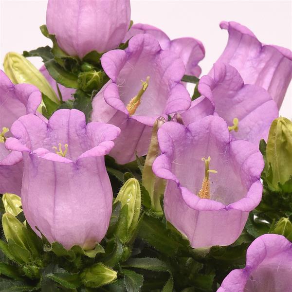 Campanella™ Lavender Campanula - Bloom