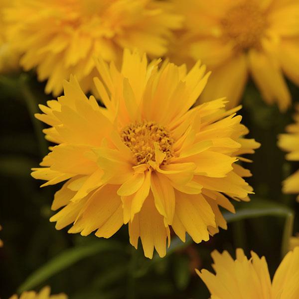 Coreopsis Double the Sun - Bloom