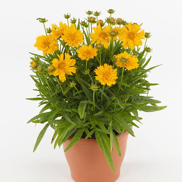 Coreopsis Double the Sun - Container
