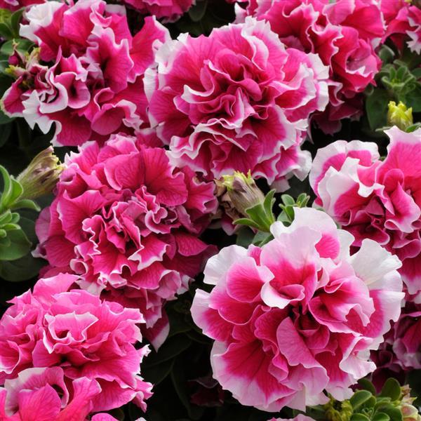 Pirouette Rose Double Petunia - Bloom