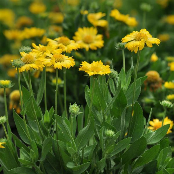 Gaillardia Mesa™ Yellow - Garden