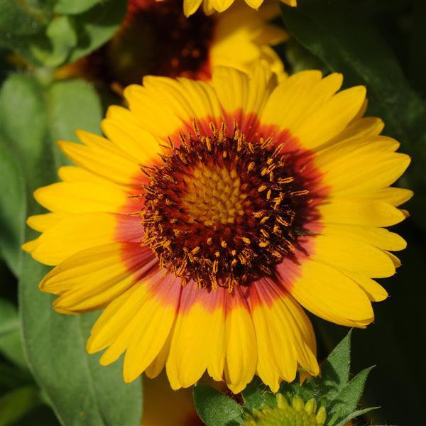 Gaillardia Mesa™ Bright Bicolor - Bloom
