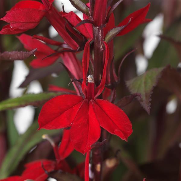 Lobelia Starship™ Scarlet - Bloom