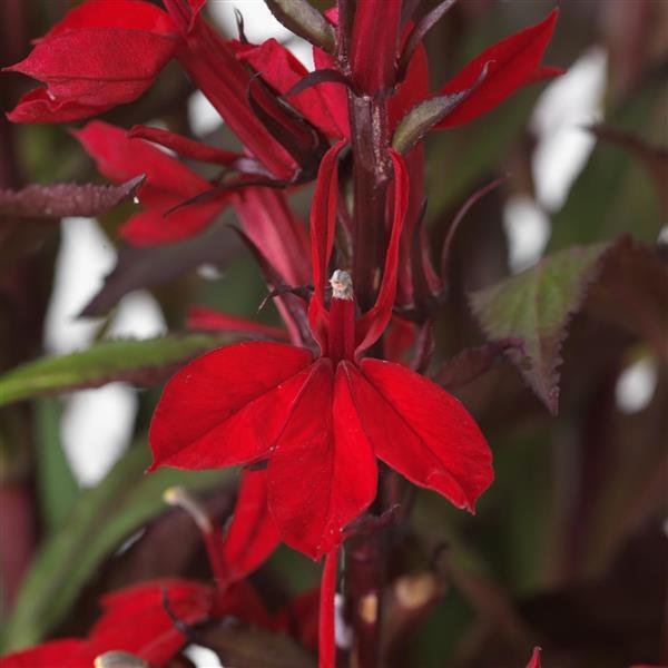 Lobelia Starship™ Scarlet Bronze Leaf - Bloom