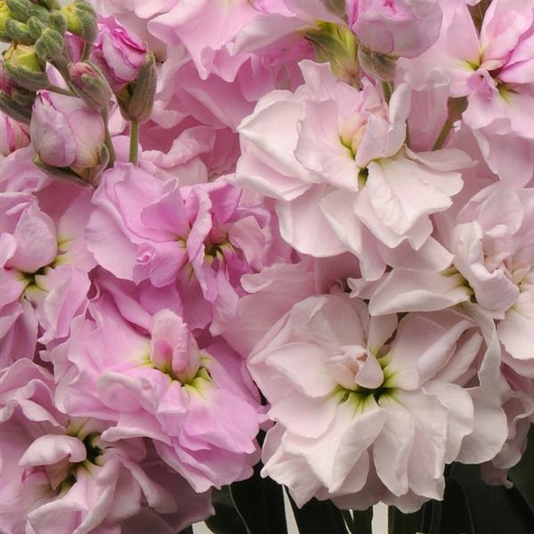 Katz Cherry Blossom Matthiola - Bloom