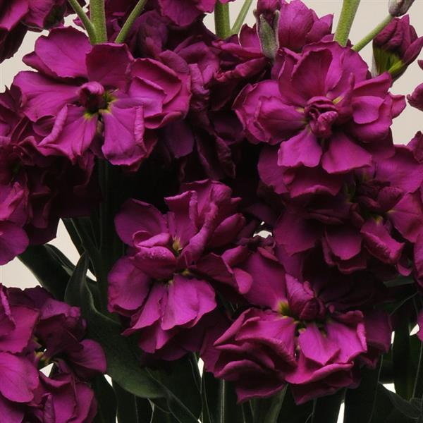 Katz Purple Matthiola - Bloom