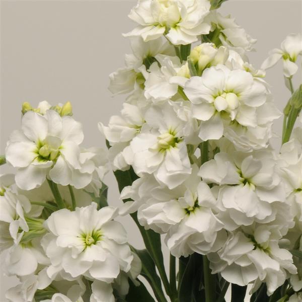 Katz White Matthiola - Bloom