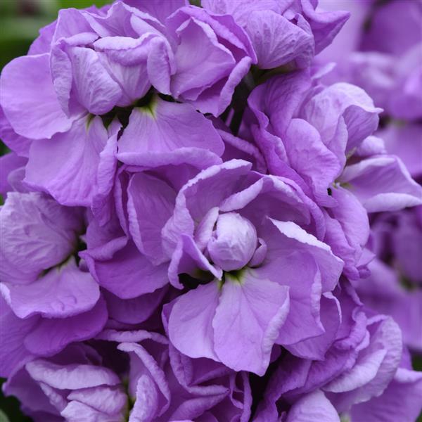Mathilda™ Lavender Matthiola - Bloom