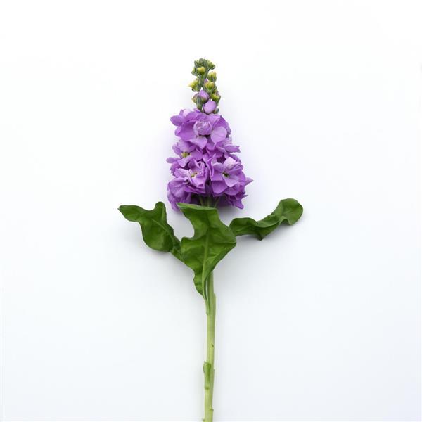 Mathilda™ Lavender Matthiola - Single Stem, White Background