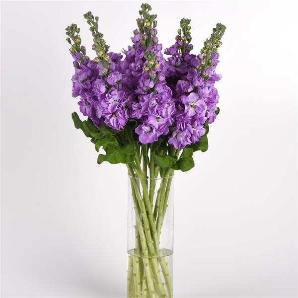 Mathilda™ Lavender Matthiola - Mono Vase, White Background