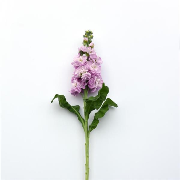 Mathilda™ Pink Matthiola - Single Stem, White Background