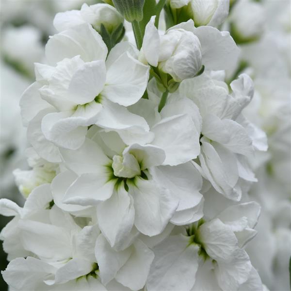 Mathilda™ White Matthiola - Bloom