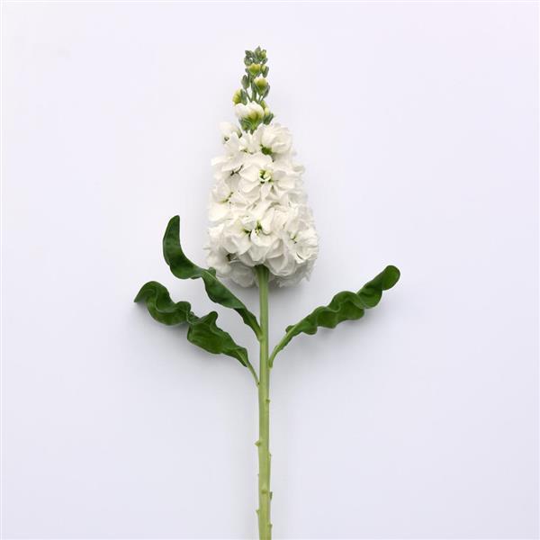 Mathilda™ White Matthiola - Single Stem, White Background
