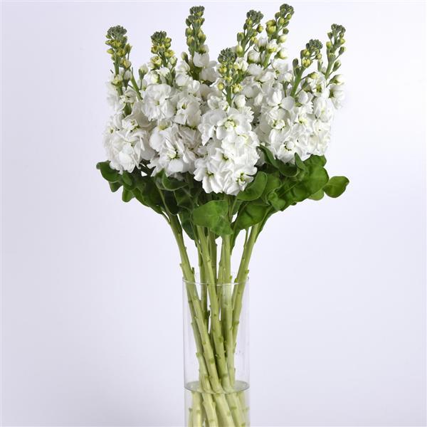 Mathilda™ White Matthiola - Mono Vase, White Background