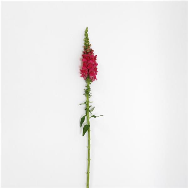 Potomac™ Cherry Rose Snapdragon - Single Stem, White Background