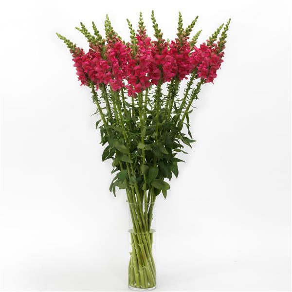 Potomac™ Cherry Rose Snapdragon - Mono Vase, White Background