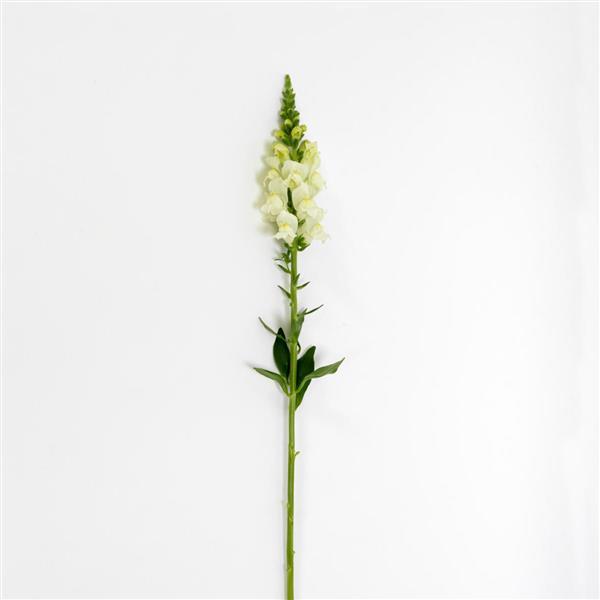 Potomac™ Ivory White Snapdragon - Single Stem, White Background