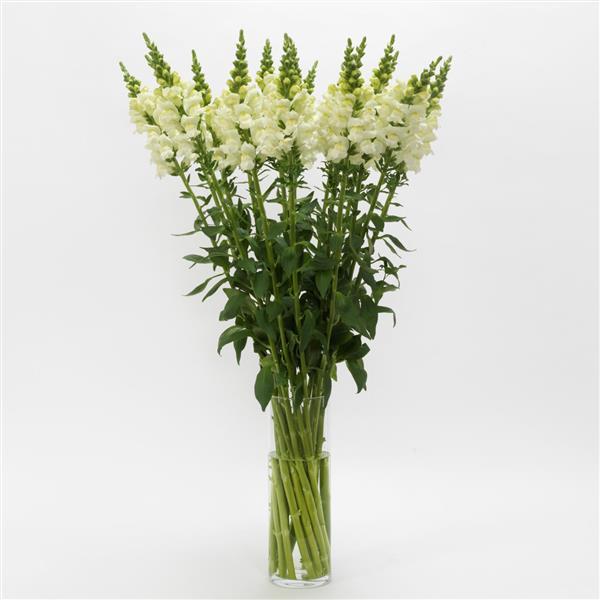 Potomac™ Ivory White Snapdragon - Mono Vase, White Background