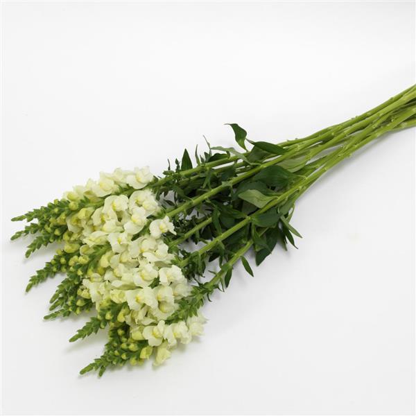 Potomac™ Ivory White Snapdragon - Grower Bunch