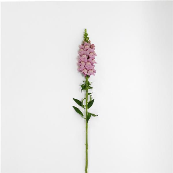 Potomac™ Lavender Snapdragon - Single Stem, White Background