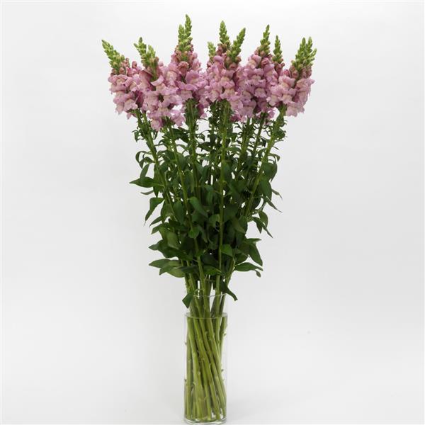 Potomac™ Lavender Snapdragon - Mono Vase, White Background