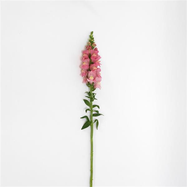 Potomac™ Pink Snapdragon - Single Stem, White Background