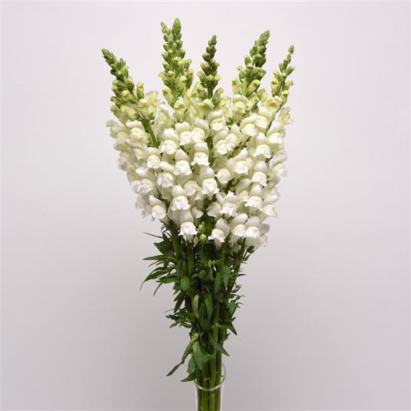 Potomac™ White Snapdragon - Mono Vase, White Background