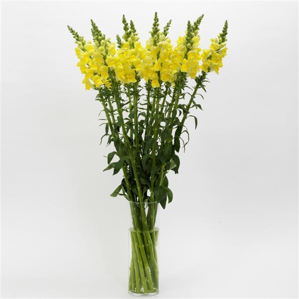 Potomac™ Yellow Snapdragon - Mono Vase, White Background