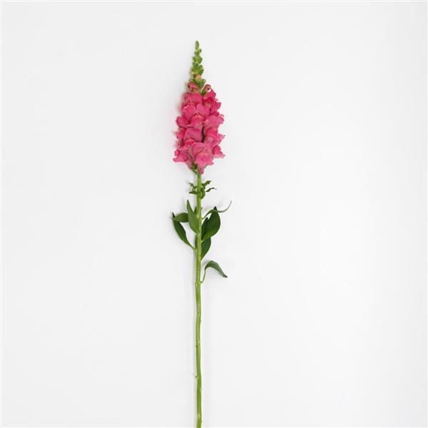 Potomac™ Dark Pink Snapdragon - Single Stem, White Background