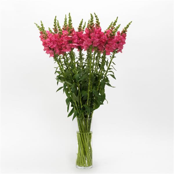 Potomac™ Dark Pink Snapdragon - Mono Vase, White Background