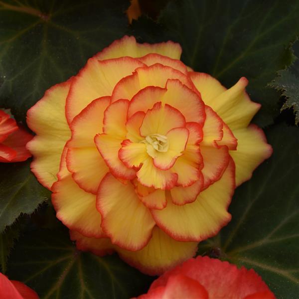 AmeriHybrid® Picotee Sunburst Tuberous Begonia - Bloom