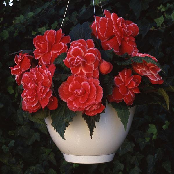 AmeriHybrid® Picotee Lace Red Tuberous Begonia - Basket