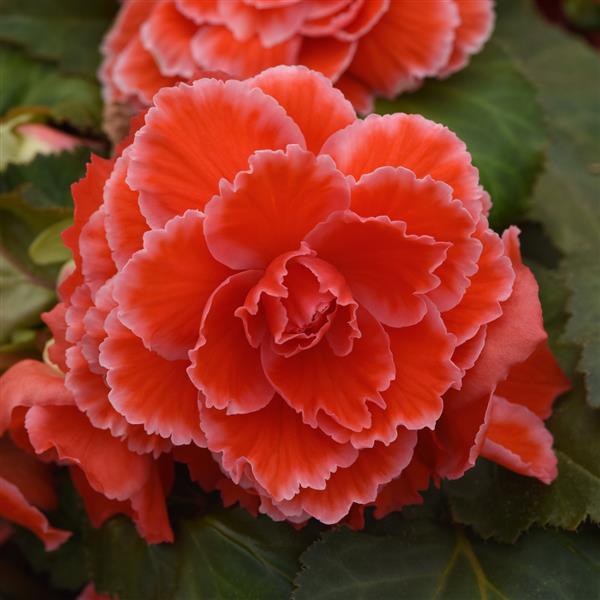 AmeriHybrid® Picotee Lace Red Tuberous Begonia - Bloom