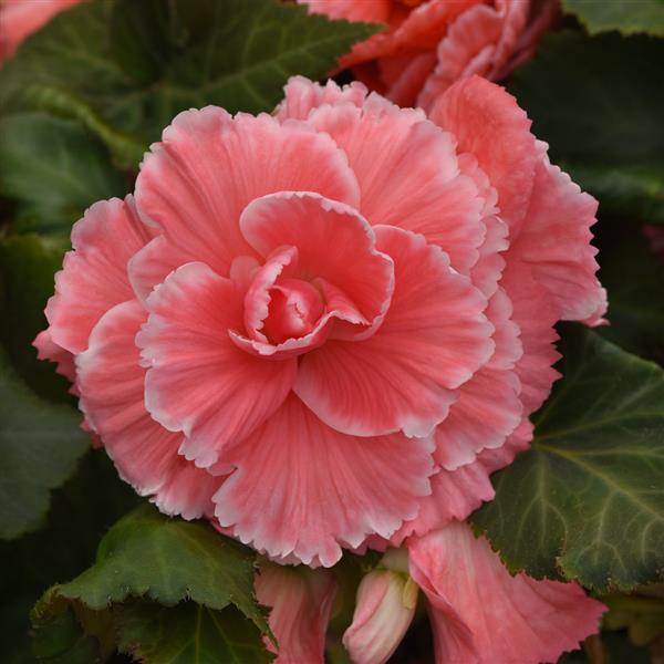 AmeriHybrid® Picotee Lace Pink Tuberous Begonia - Bloom