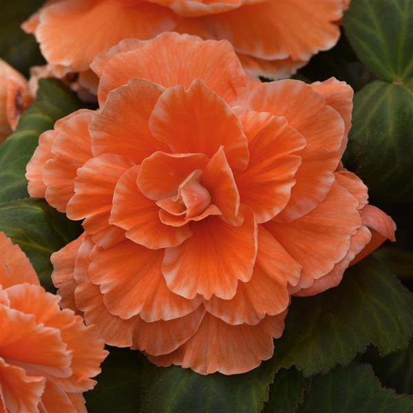 AmeriHybrid® Picotee Lace Apricot Tuberous Begonia - Bloom