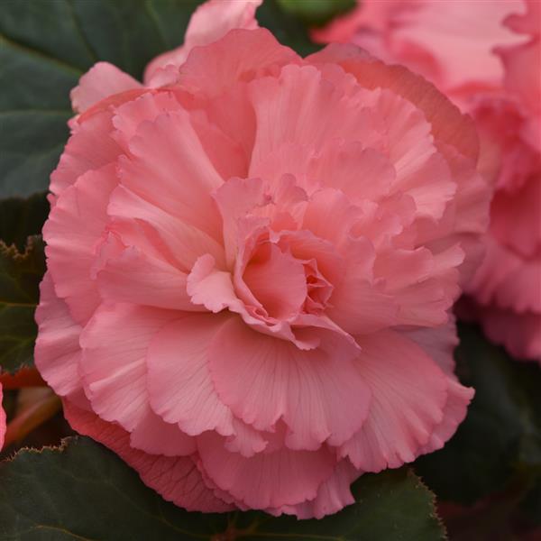 AmeriHybrid® Ruffled Pink Tuberous Begonia - Bloom