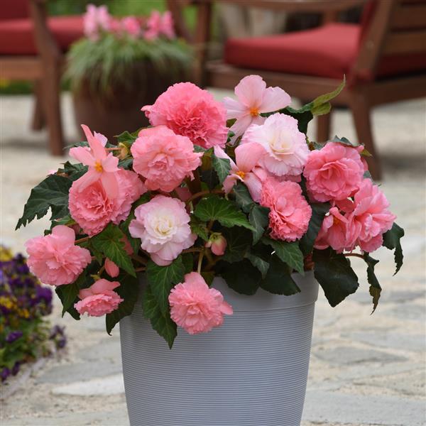 AmeriHybrid® Ruffled Pink Tuberous Begonia - Container
