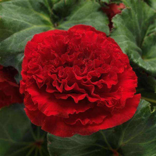 AmeriHybrid® Ruffled Red Tuberous Begonia - Bloom