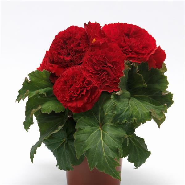 AmeriHybrid® Ruffled Red Tuberous Begonia - Container