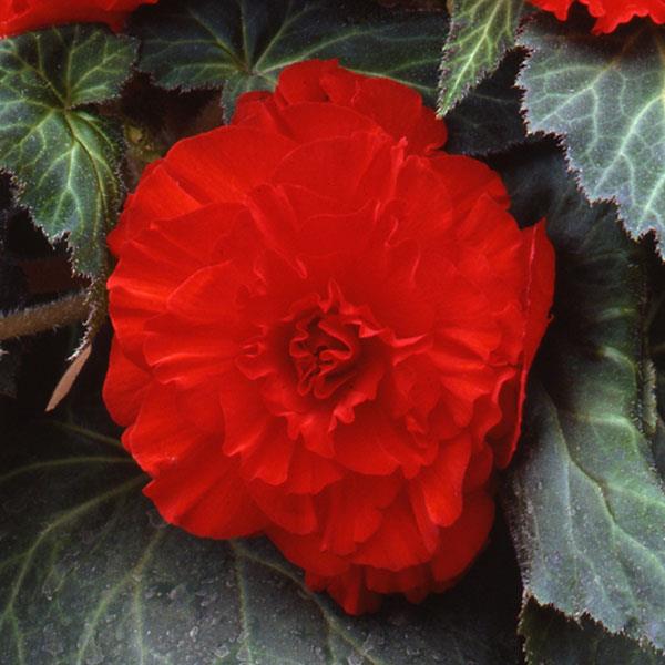 AmeriHybrid® Ruffled Scarlet Red Tuberous Begonia - Bloom