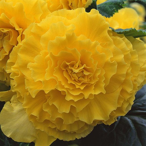 AmeriHybrid® Ruffled Yellow Tuberous Begonia - Bloom