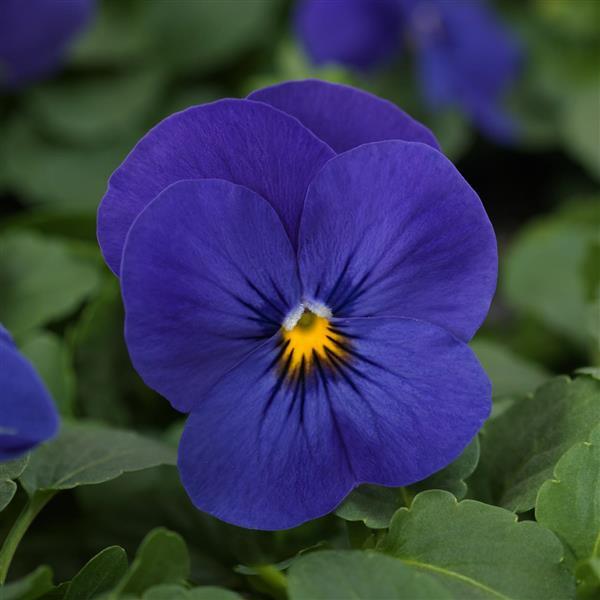 Quicktime™ Blue Viola - Bloom