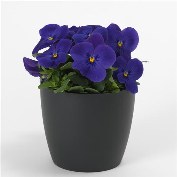 Quicktime™ Blue Viola - Container